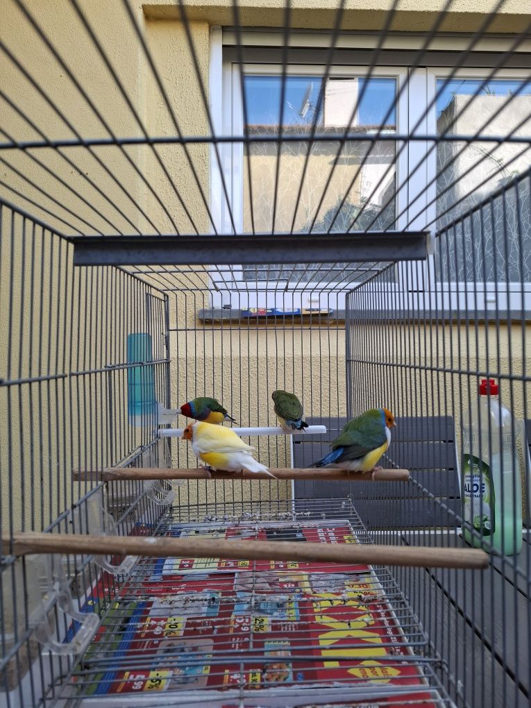 Lote Canarios e Diamantes Gould