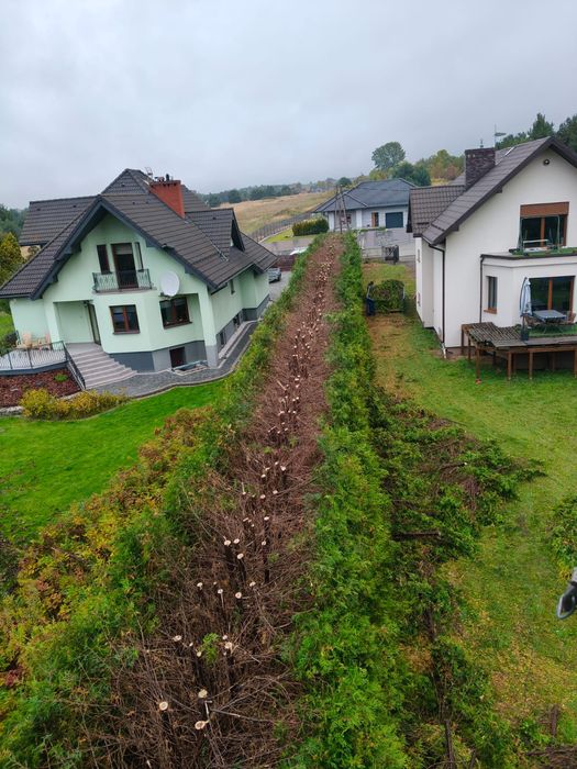 Wycinka drzew i krzewów , Zakładanie trawników