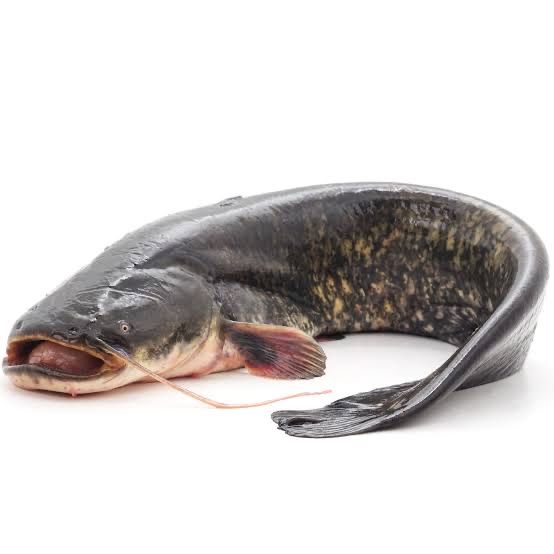 Sum europejski żywy