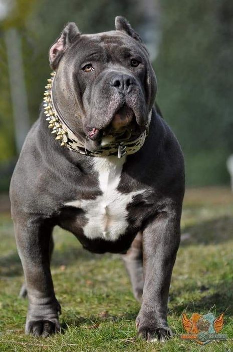 American Bully XL! Kolejne pokolenie po Grand Championach!