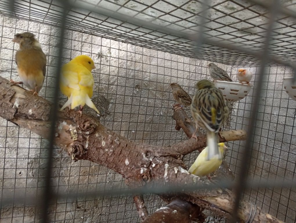 Rin neck e agapórnis criados á mão e outras aves