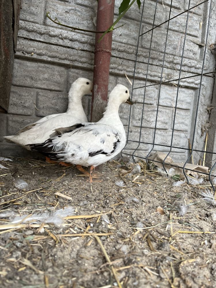 Kury silki kury i kaczki call duck