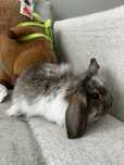 Króliczki Mini Lop (baranki)