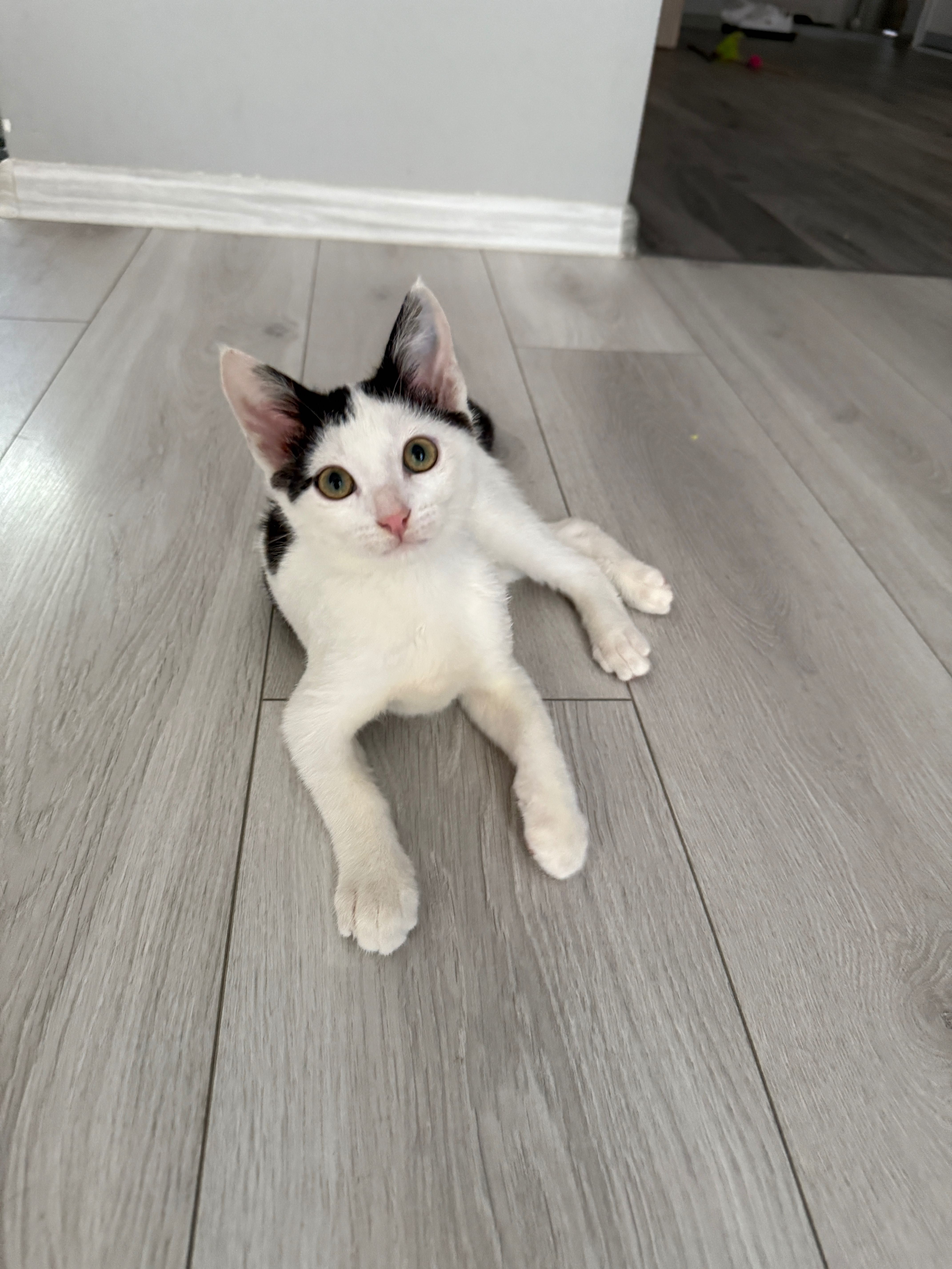 Fotek kotek do adopcji