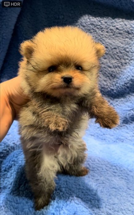 Мальчик супер мини в медвежьем типе