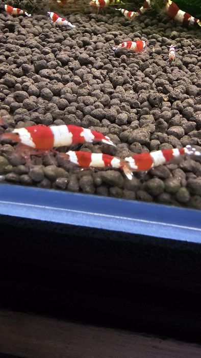 50x Red Bee PRL Krewetki Caridina