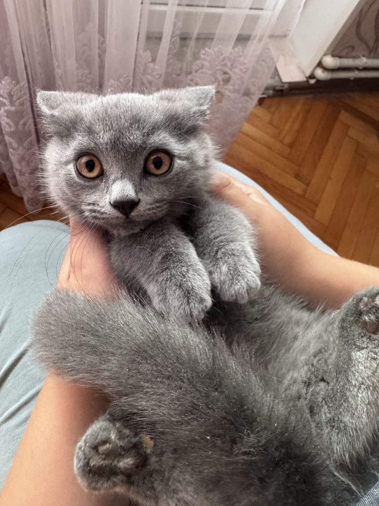Кошенята шотланці