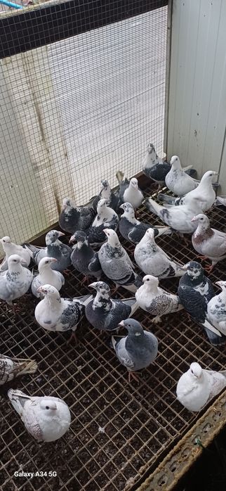 Gołębie staropolskie