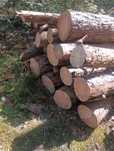 Drewno opalowe suche