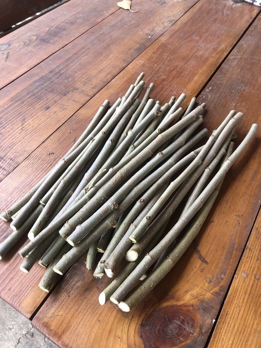 Гілочки для гризунів,шовковиця.