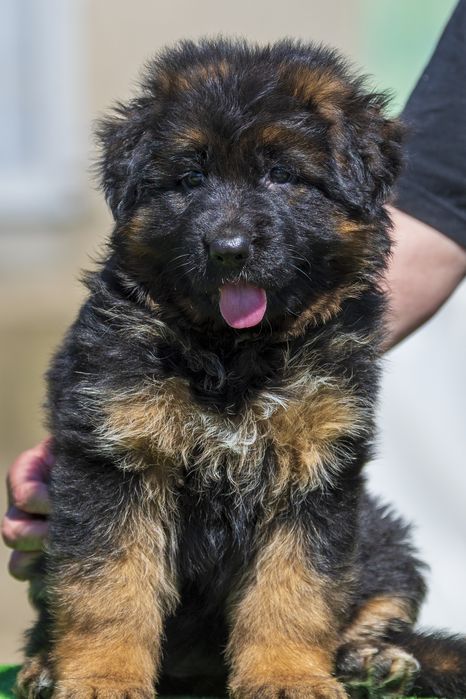 Довгошерстна німецька вівчарка