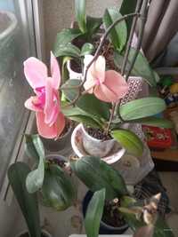 Продам фаленопсисы орхидеи домашние