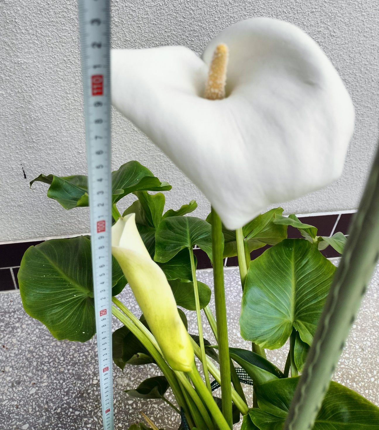 Kwiat / Kwiatek doniczkowy -Zantedeschia, Calla, Kalla, Kalia-ok 110cm
