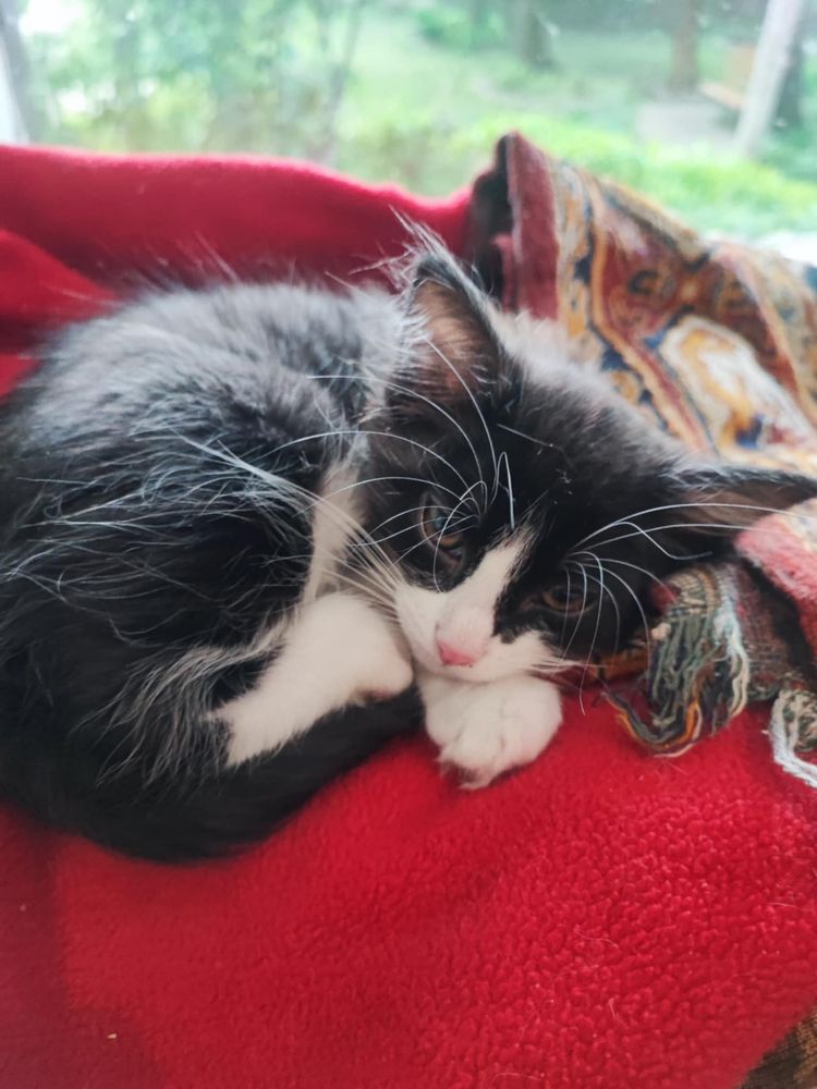 Котик шукає домівку