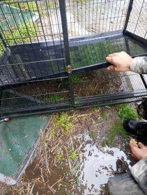Klatka duża dla psa  do 55 kg  z wyciąganą tacką