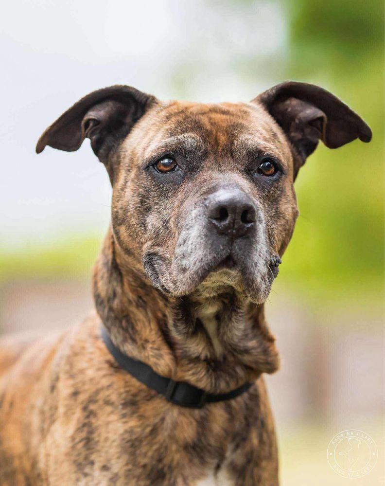 Pako do adopcji - STREFA TTB
