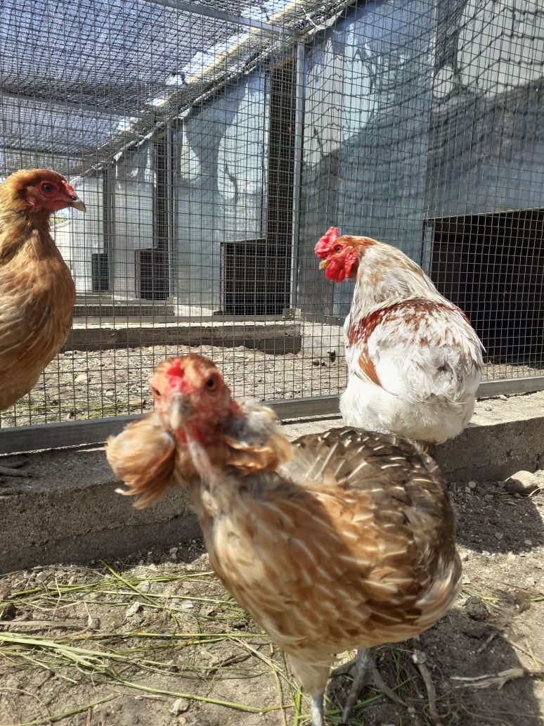 Araucanas ovos cor azul para incubação