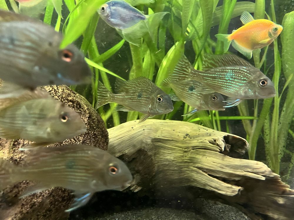 Geophagus Sp. Pindare Ziemiojady młode