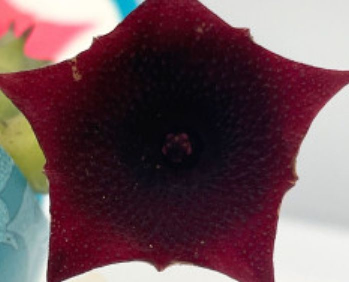 Stapelias variadas