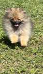 Szpic miniaturowy pomeranian piesek