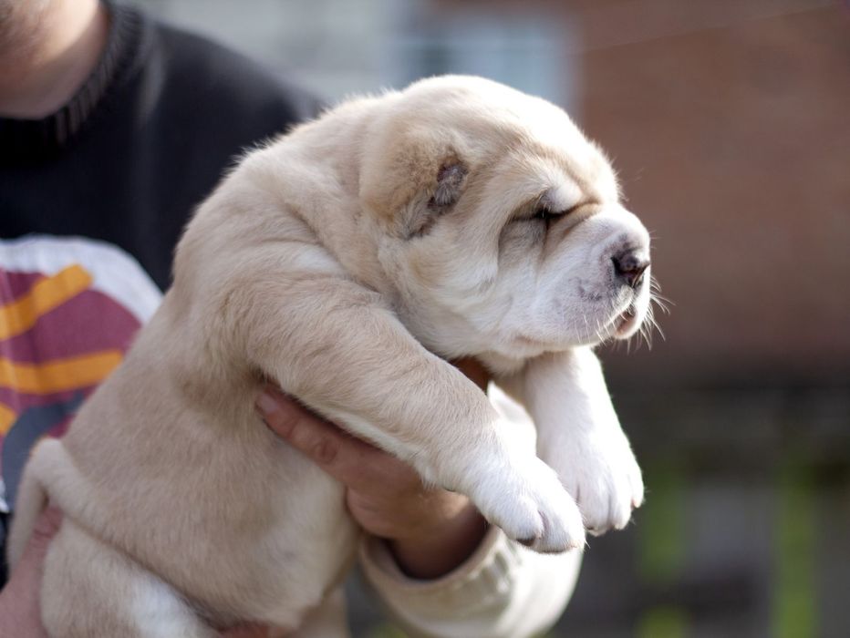 Шикарная девочка САО ,Алабай