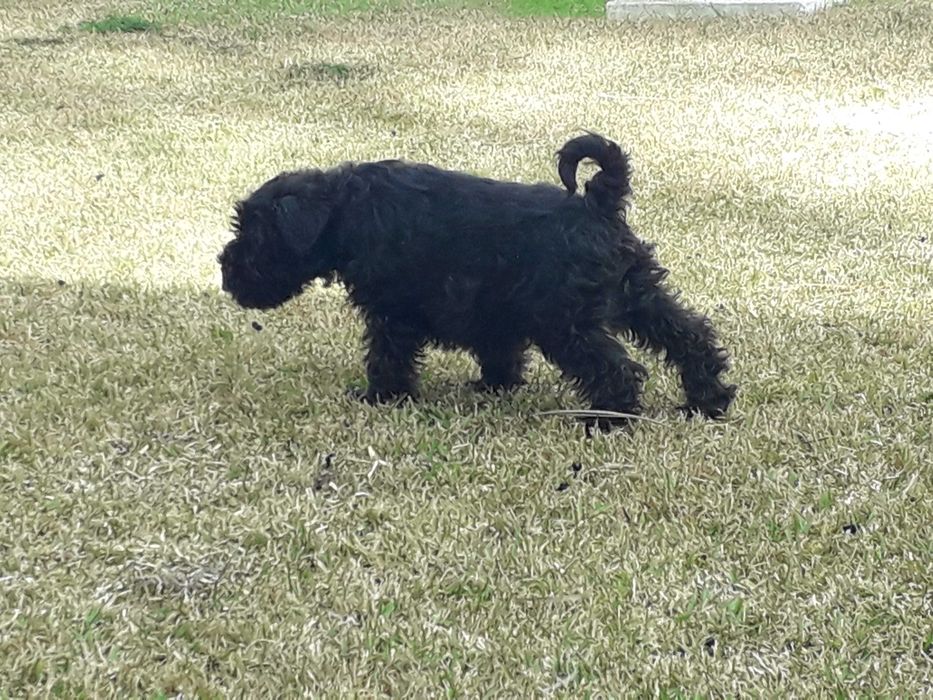 Schnauzer miniatura C/LOP, Afixo e Vacinas.