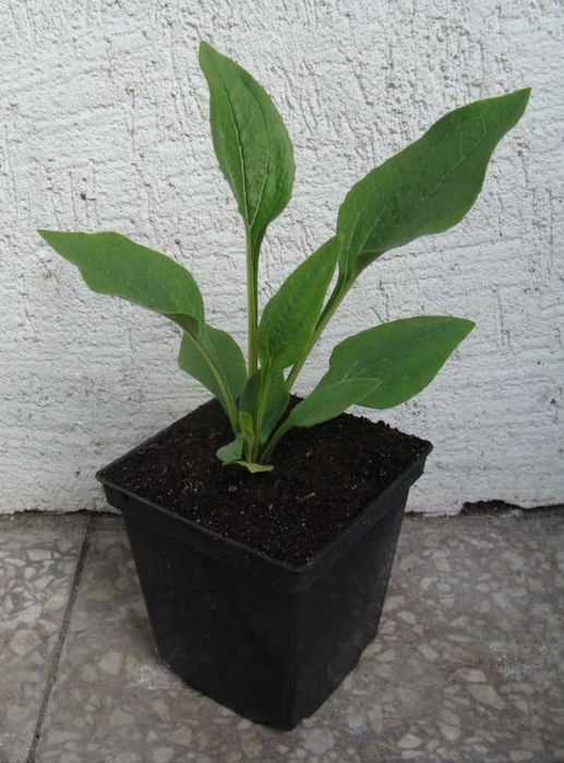 JEŻÓWKA Green Twister Echinacea - sadzonki w doniczkach