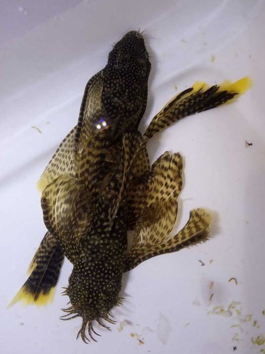 Glonojady długopłetwe Ancistrus sp. Long Fin