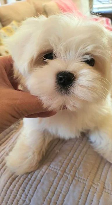 Maltańczyk Piesek**Mini** do odboru.