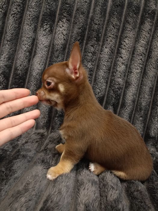 Чудові малюки чихуахуа