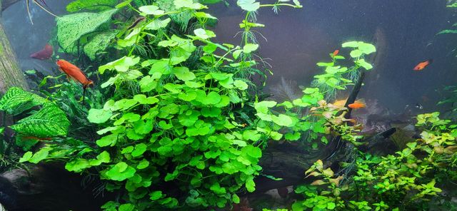 Hydrocotyle leucocephala wąkrotka rośliny z przycinki