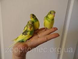Продаю волнистых попугаев