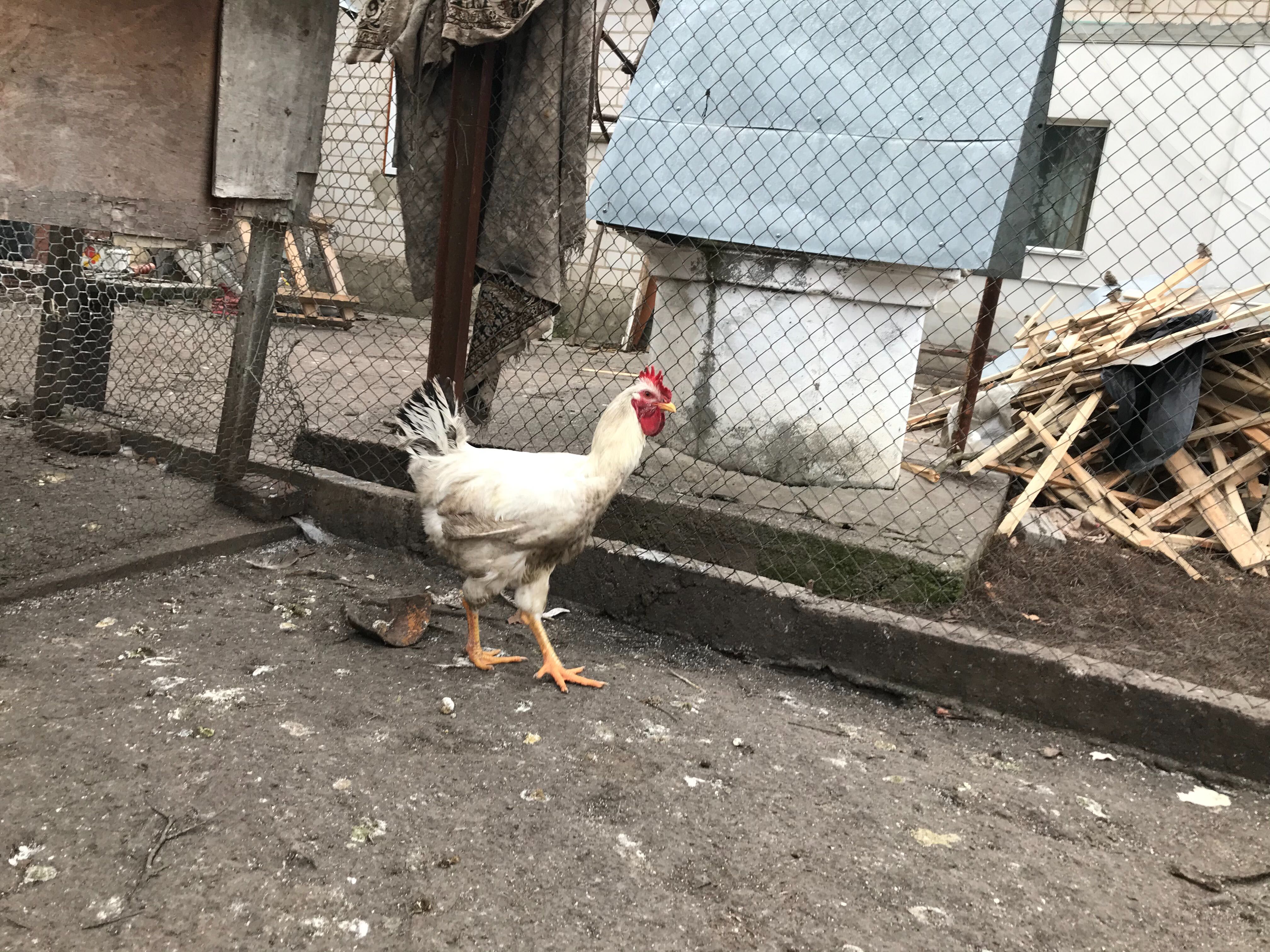 Продам куры или яйца, Юрловская голосистая