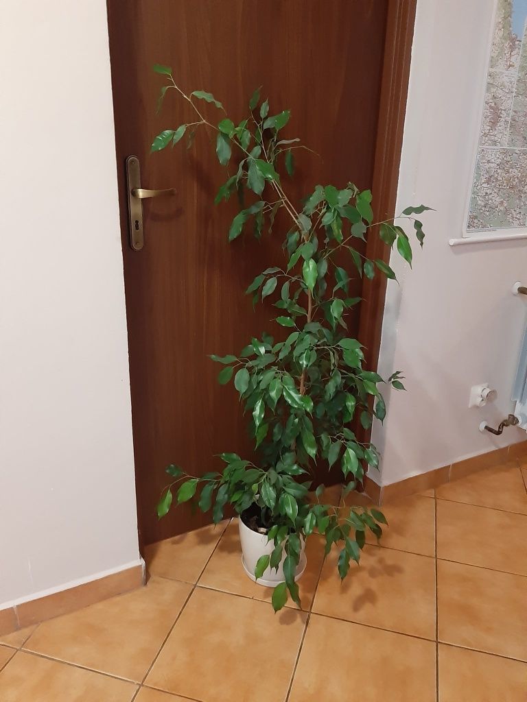 Fikus benjamin drzewko hoja