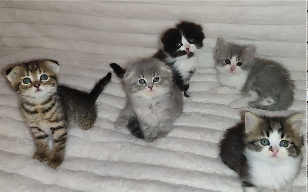 Шотландські кошенята