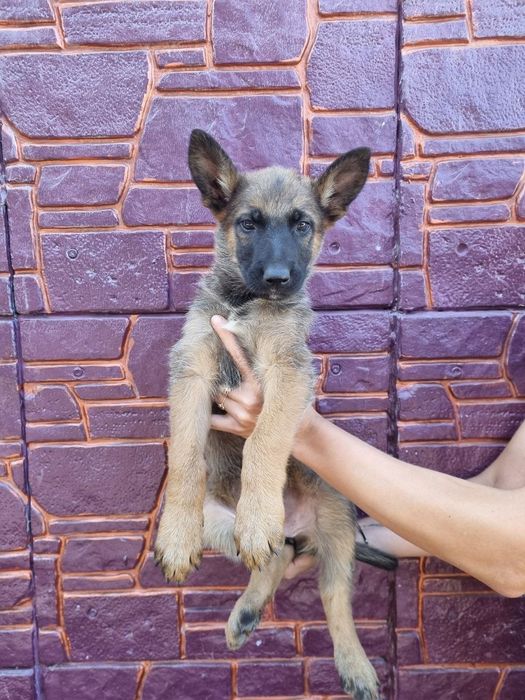 Продам Щенков. Дуже гарна охорона