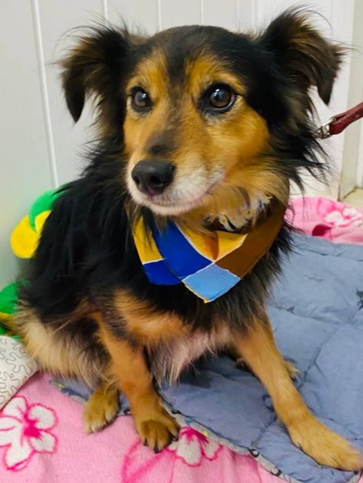 Віддаємо цуцика Лохмача