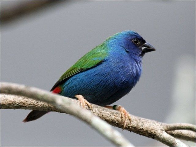 Vendo Diamantes Forbes - 2025