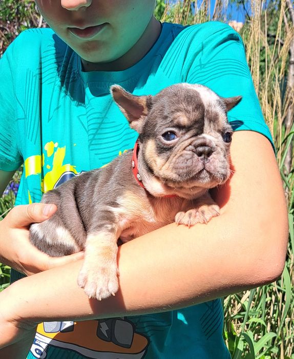 Вязка французский бульдог