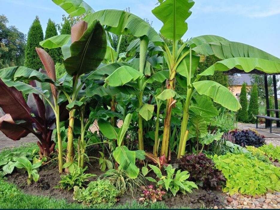 Alokazja Calidora Alocasia