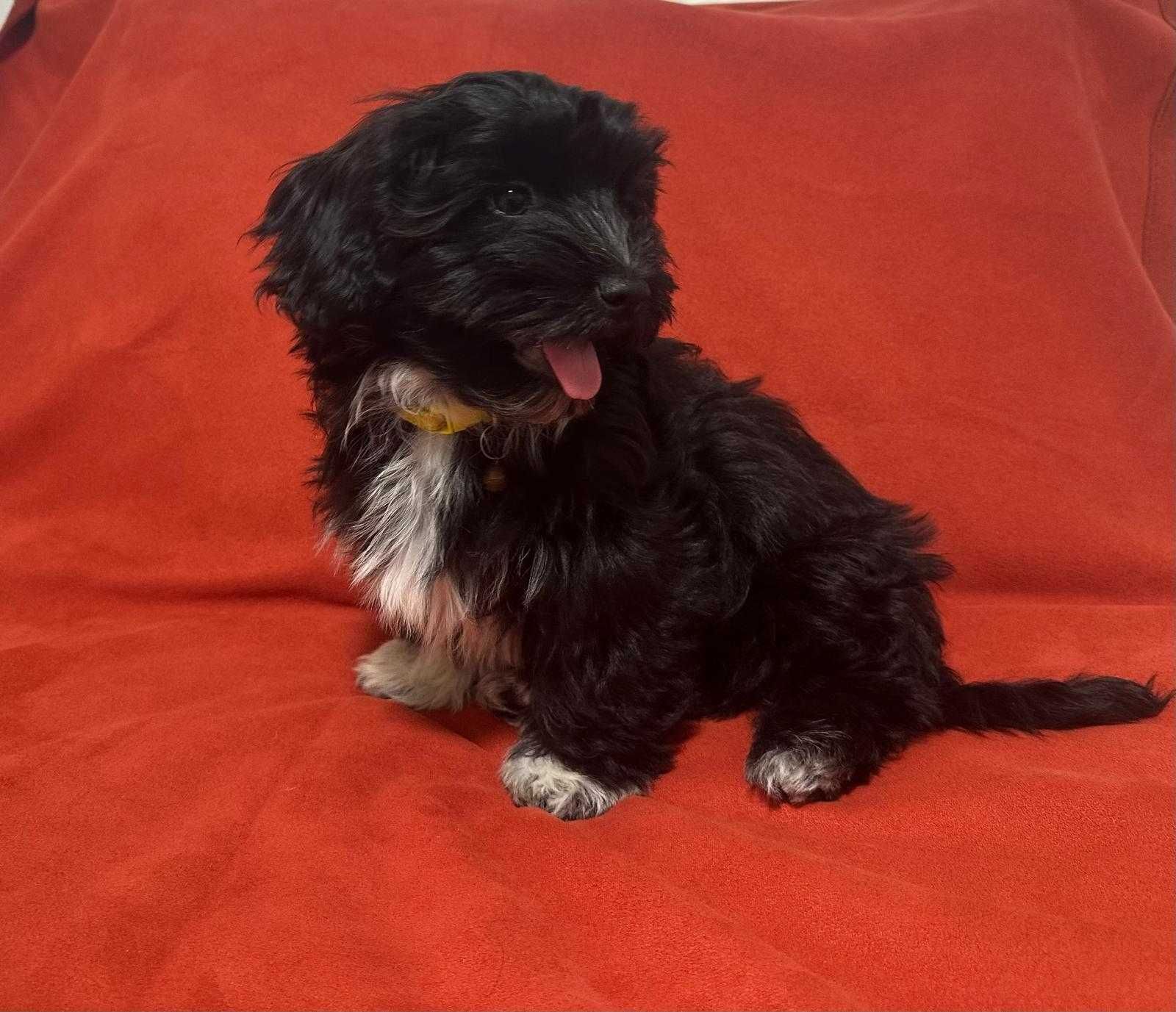 Cão Bichon Havanês