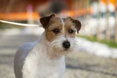 Jack Russell Terrier ZKwP FCI piękny piesek