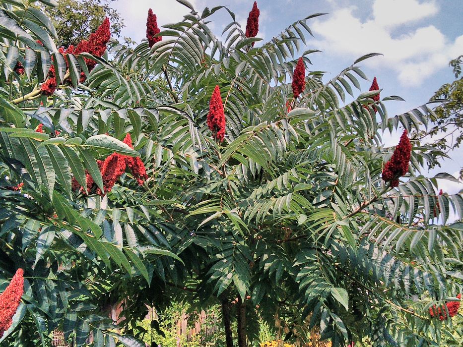 сумах оленерогий или уксусное дерево саженцы и плоды