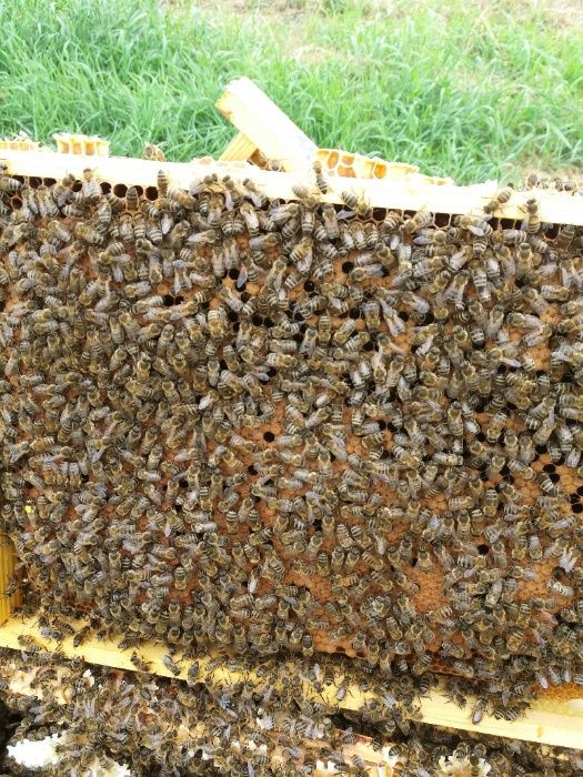 Rodziny Pszczele przezimowane silne zdrowe