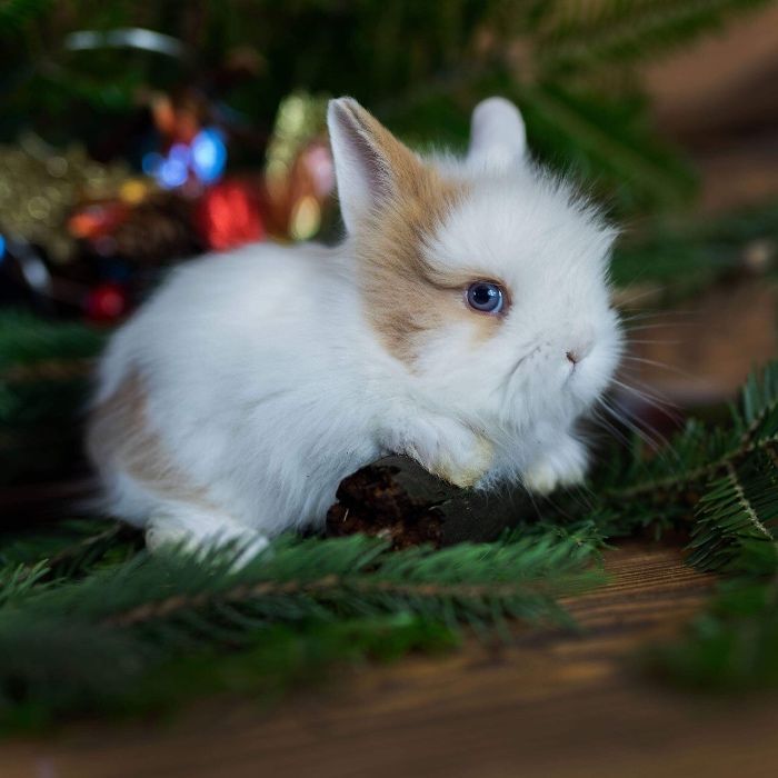 Karzełki teddy królik miniaturka do odbioru Możliwy Dowóz