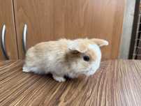Króliki mini lop