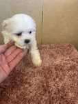 Bichon maltes linda