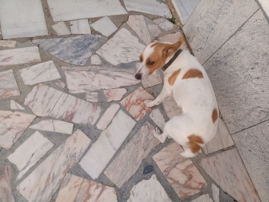 Procura-se familia para adoptar