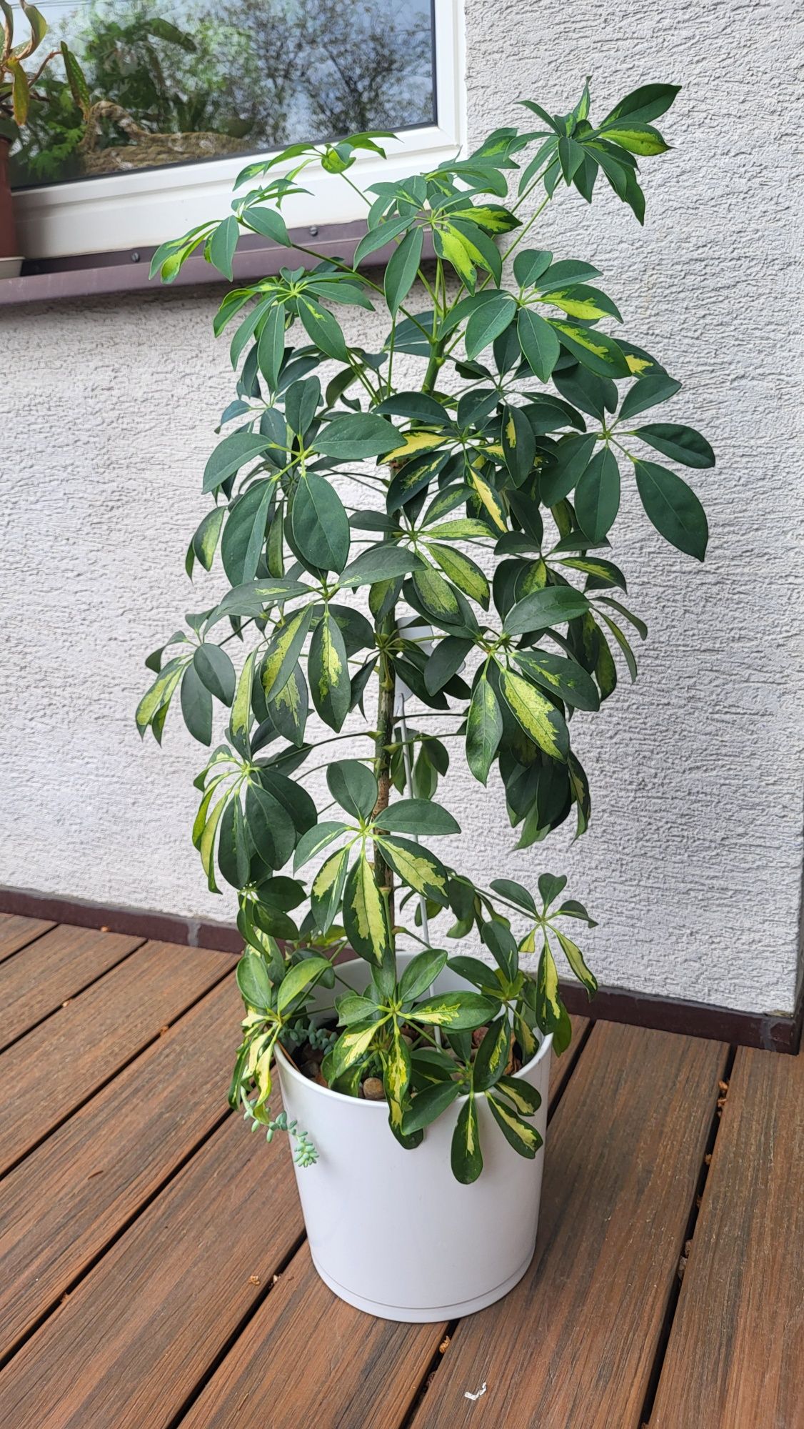 Szeflera 100 cm  do biura Warszawa