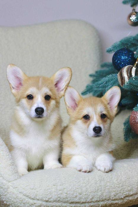 Urocze suczki Corgi — Sky i Space — szukają kochających domów